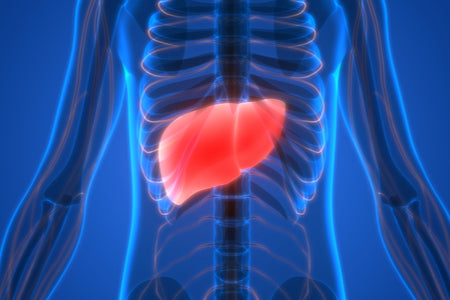 Why Detox Your Liver?